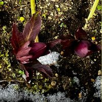 クリスマスローズ,クリスマスローズ,シロツメクサ,シロツメクサ,スイセンの画像