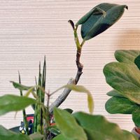 ゴムの木,フィカス バーガンディ,盆栽,成長記録,成長中の画像