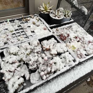 多肉植物,かわいい,多肉棚,成長記録,庭の画像