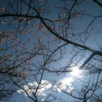 カワヅザクラ,カワヅザクラ,河津桜(カワヅザクラ),カワヅザクラ(河津桜),花言葉の画像