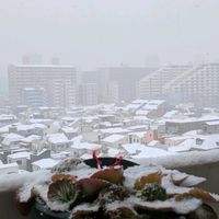 キンセンカ,サザンカ,ジンチョウゲ,ユキノシタ,菜の花の画像