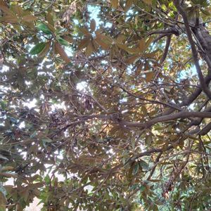 タイサンボク,いつもありがとう♡,花散歩,神様ありがとう,自分を大切にの画像