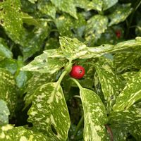 アオキ,アオキ,公園の画像