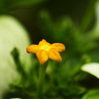 コンロンカ,コンロンカ（ハンカチの花）,京都府立植物園,アカネ科コンロンカ属の画像