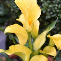 カラー,素敵な出会いに感謝,胸キュン,月曜はビタミンカラー,花散歩♡の画像