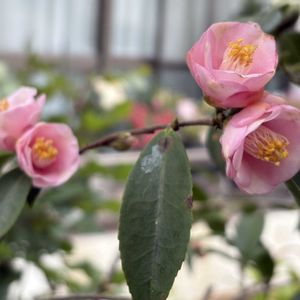 ヒメサザンカ,花のある暮らし,沖縄,おうち園芸,ピンクワールドへ ようこその画像