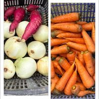 ニンジン,玉ねぎ,紅はるか,沖縄,収穫した野菜の画像