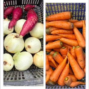 ニンジン,玉ねぎ,紅はるか,沖縄,収穫した野菜の画像