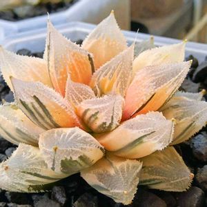 白帝城錦 糊斑,ハオルチア属,多肉ちゃん,ボタニカルライフ,新芽の画像