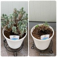 イングリッシュラベンダー,イングリッシュラベンダー,成長記録,ベランダの画像