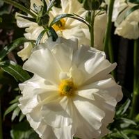 シロタエギク,シロタエギク,ラナンキュラス,ラナンキュラス,ラナンキュラスの画像