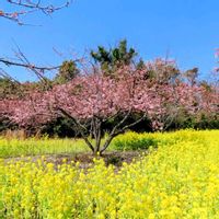 菜の花,河津桜,今日のお花,月曜日にビタミンカラー,温泉県大分♨️の画像