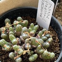 サボテン,コノフィツム,コノフィツム ルックホッフィー,スルコレブチア　タラテンシス,メセンの画像