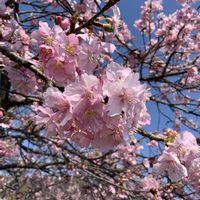 菜の花,河津桜,河津桜,河津桜(かわづざくら),今日の花の画像