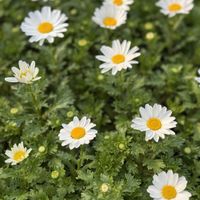 ノースポール,一年草,キク科,フランスギク属,Snow daisyの画像