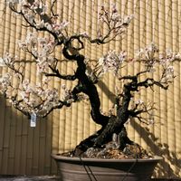 ウメ,ウメ,紅梅,コウバイ,ハクバイ(白梅)の画像