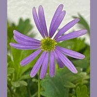 ブラキカム,花のある暮らし,お花大好き♡,がんに負けるな！,東北人花の会の画像