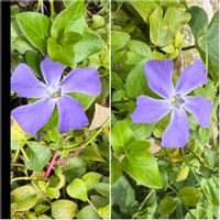 ツルニチニチソウ,地植え,ご近所,綺麗,薄紫色の花の画像