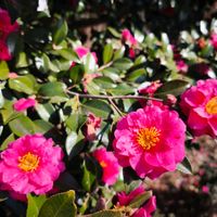 ウメ,ケヤキ,サザンカ,樹木,季節の花の画像