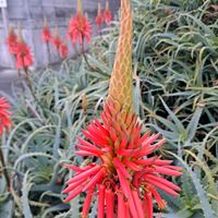 キダチアロエ,生薬,帰化植物,春の予感♥️,お出かけ先の画像