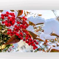 ナンテン,マツ,タケ,サンゴジュ,紅梅(こうばい)の画像