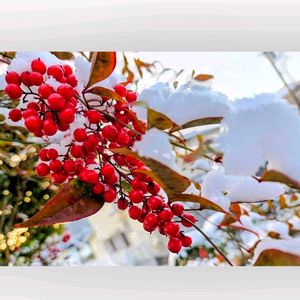 ナンテン,ボケ,マツ,タケ,サンゴジュの画像