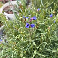 ヘリオフィラ,ガーデニング,種まき,種まきヘリオフィラの画像