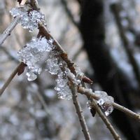 サクラ,サザンカ,トクサ,葉牡丹,枝垂れ桜の画像