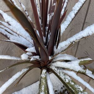 シンビジウム,コルジリネ レッドスター,雪❄,娘作,雪が積もりましたの画像