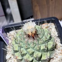 サボテン,Strombocactus disciformis.,サボテン科,咲いた！,ストロンボカクタス属の画像