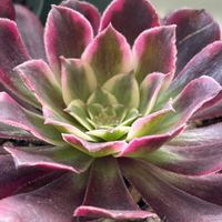 アエオニウム,いつもありがとうございます♡(ᴗ̤ .̮ ᴗ̤ )₎₎,ベランダで咲いてるお花の画像