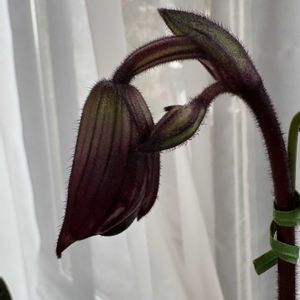 パフィオ,パフィオ,パフィオぺディラム,パフィオぺディラム,リビングの画像