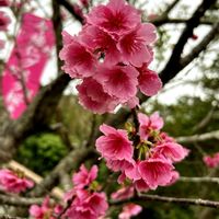 クワズイモ,寒緋桜,2026年桜さくらサクラリレーの画像