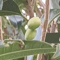 キンモクセイ,キンモクセイ,キンモクセイの実,おでかけ先の画像