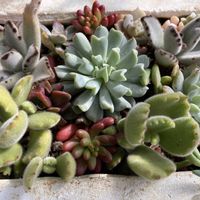 多肉植物いろいろ,鉢植え,多肉植物寄せ植え,多肉丼,おうち園芸の画像