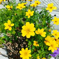 ネメシア,パンジー,カルーナ,いいね❤ありがとう,花のある暮らし❤の画像