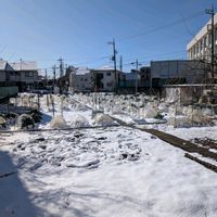 チューリップ,ローズマリー,ゴールドクレスト,枝垂桜,シダレザクラの画像