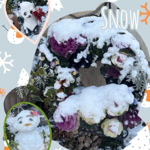 ガーデニング,花のある暮らし,ユーミンつながり,ユーミンつながりの皆さんに感謝,小さな庭の画像