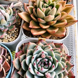 多肉植物,多肉紅葉,多肉女子,おうち園芸,ベランダの画像