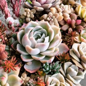 多肉植物,多肉寄せ植え,多肉紅葉,多肉女子,おうち園芸の画像