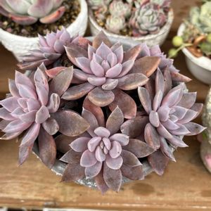 ルル,多肉植物,エケベリア属,多肉大好き,多肉植物 エケベリアの画像