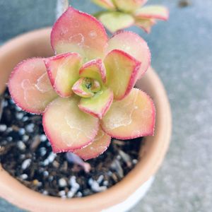 楽しみ〜,かわいい♡,太陽の光を浴びて,ありがとう♪,元気に育ちますようにの画像