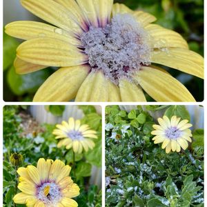 ガザニア,朧月,ネギ,カタバミ,多肉植物の画像