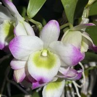 デンドロビウム,デンドロビウム スプリングポエジー モナミ,Den.Spring Poesy’Monami’,洋蘭,開花中の画像