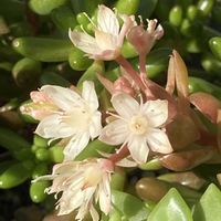 グラプトペタルム　ブロンズ姫,グラプトペタルム　ブロンズ姫,オウレイ,月の王子,月の王子の画像