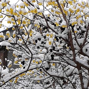 小さな庭の画像