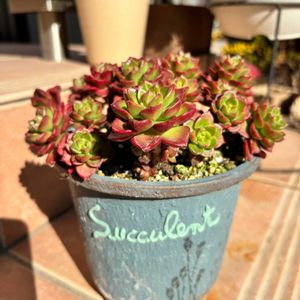 レティジア,寄せ植え,多肉植物,セダム属,多肉大好きの画像