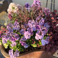 ネメシア,パンジー,花のある暮らし,冬の寄せ植え,がんばる♡の画像