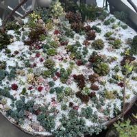 セダム,パンジー,クリッシーNライアン,ウインド オブ チェンジ,緑爪の画像