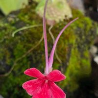 ムシトリスミレ,虫取菫,ピングイクラ・ラウエアナ,食虫植物,季節の花の画像